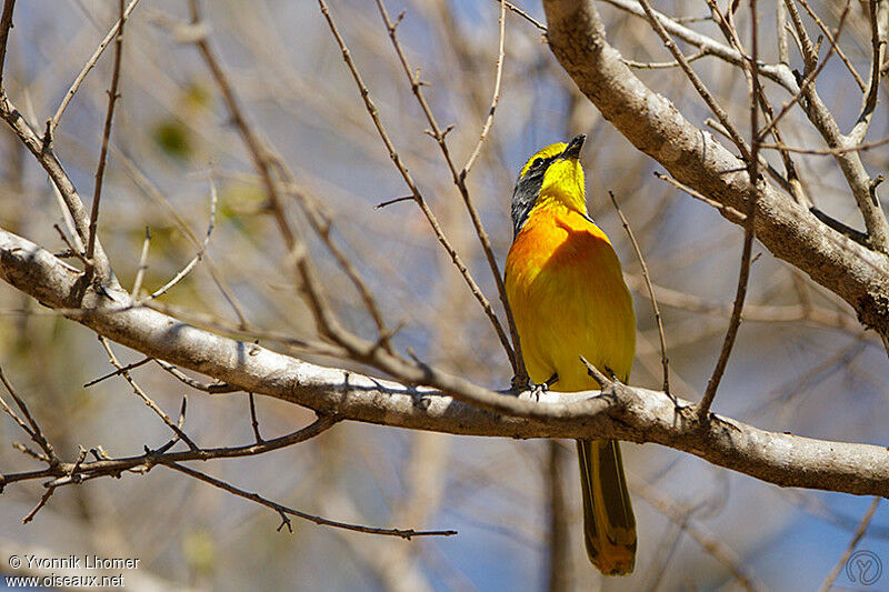 Orange-breasted Bushshrikeadult, identification