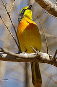 Orange-breasted Bushshrike