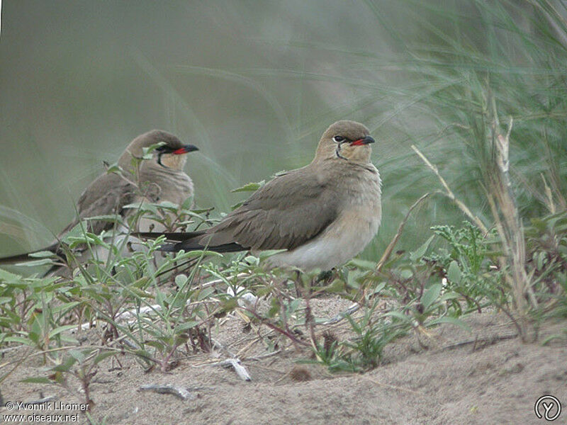 Glaréole à collieradulte, identification