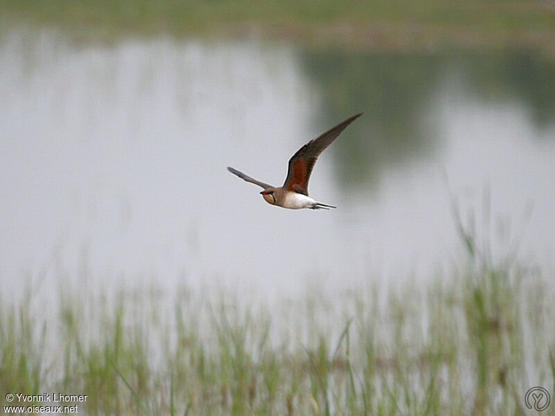 Collared Pratincoleadult, Flight