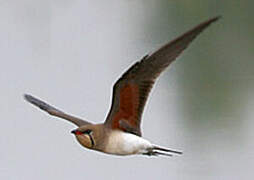 Collared Pratincole