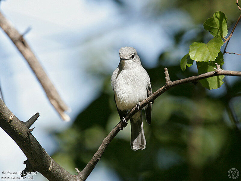 Ashy Flycatcheradult, identification