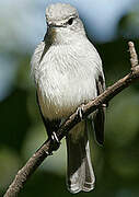 Ashy Flycatcher