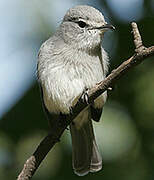 Ashy Flycatcher