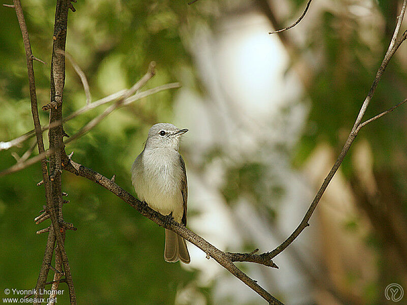 Ashy Flycatcheradult, identification