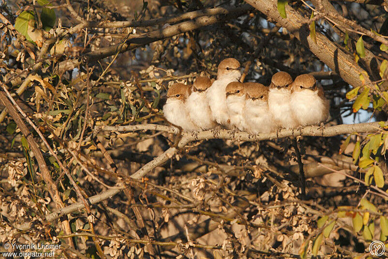 Gobemouche du Maricoadulte, Comportement, identification