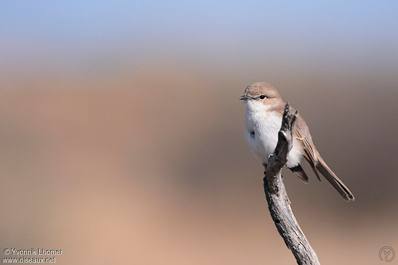 Marico Flycatcheradult, identification