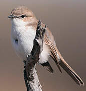 Marico Flycatcher