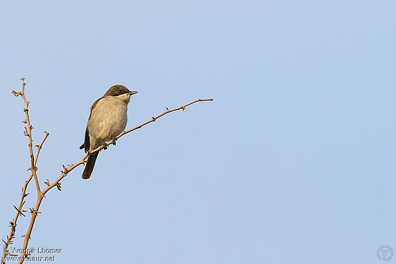 Fiscal Flycatcher female adult, identification