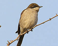 Fiscal Flycatcher