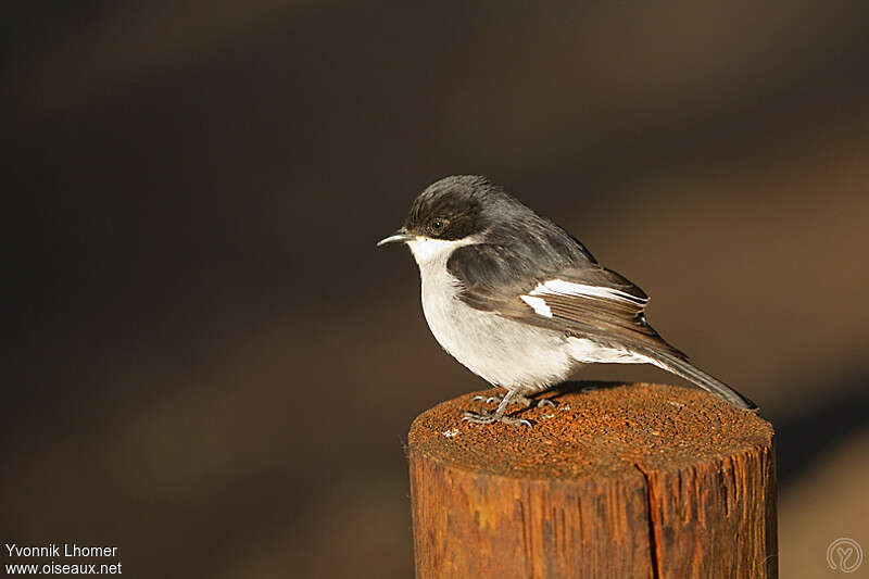 Gobemouche fiscal mâle adulte, identification