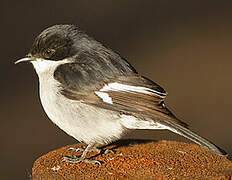 Fiscal Flycatcher