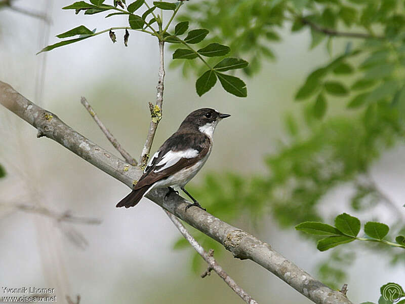 Gobemouche noir mâle adulte, identification