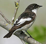 European Pied Flycatcher