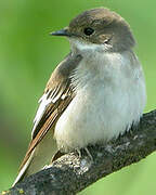 European Pied Flycatcher