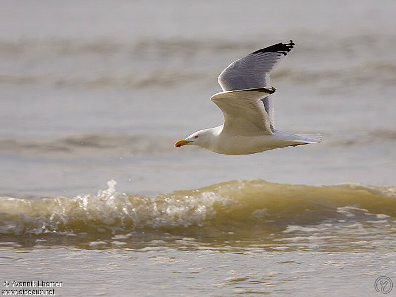 European Herring Gulladult, Flight