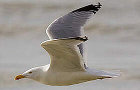 European Herring Gull