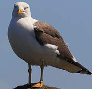 Lesser Black-backed Gull