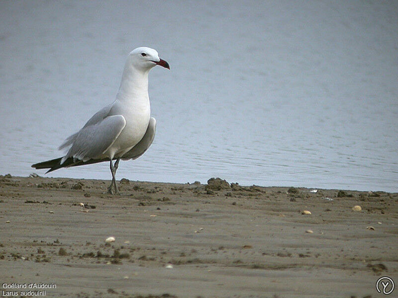 Goéland d'Audouinadulte, identification