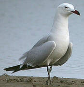 Audouin's Gull