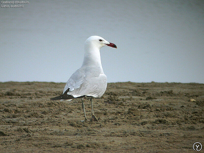 Audouin's Gull