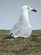 Audouin's Gull