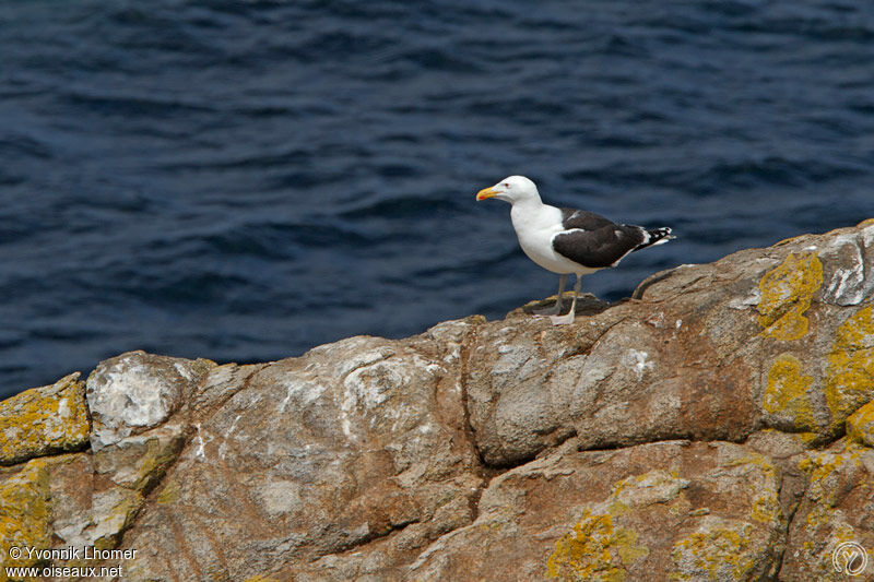 Goéland marinadulte, identification