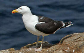 Great Black-backed Gull