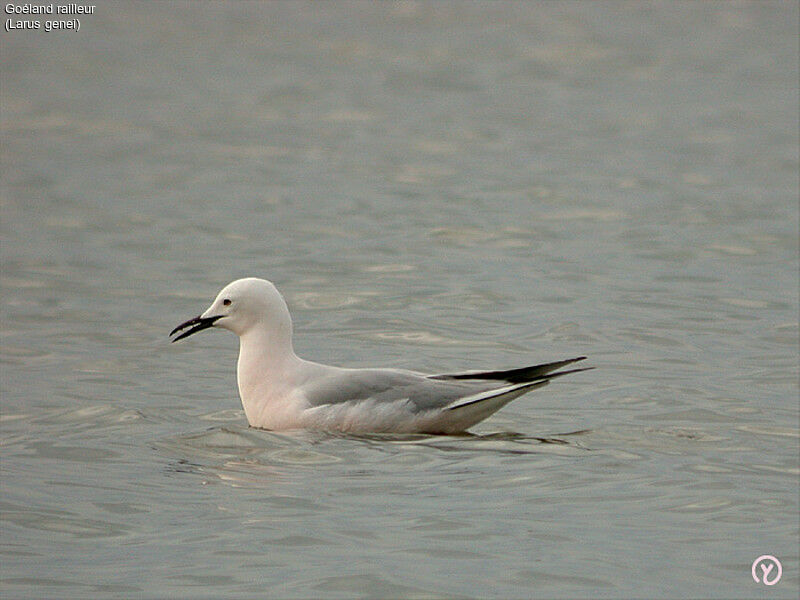 Slender-billed Gulladult, identification