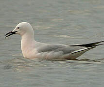 Slender-billed Gull