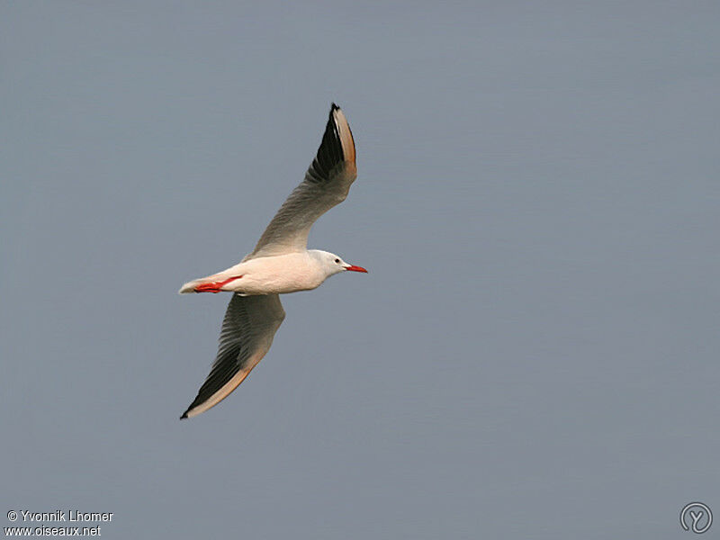 Slender-billed Gulladult, Flight