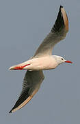 Slender-billed Gull