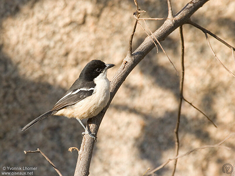 Gonolek boubouadulte, identification