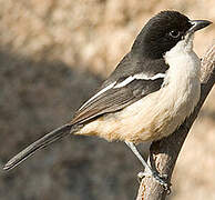 Southern Boubou