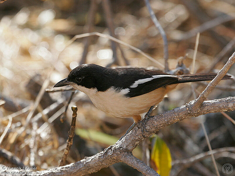 Southern Boubouadult, identification