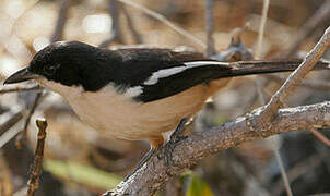 Southern Boubou