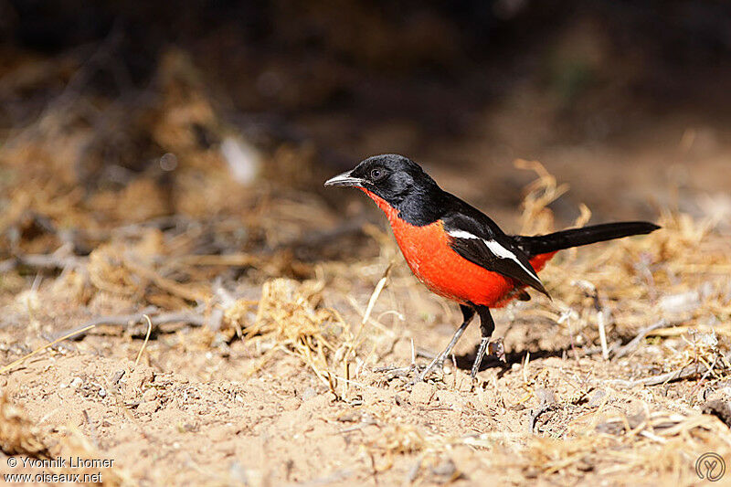 Crimson-breasted Shrikeadult