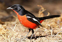 Crimson-breasted Shrike