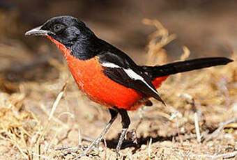 Gonolek rouge et noir