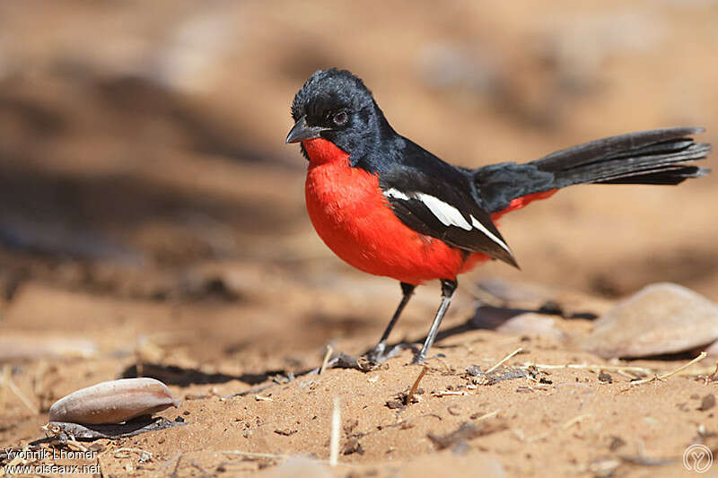 Crimson-breasted Shrikeadult, Behaviour