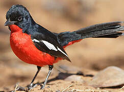 Gonolek rouge et noir