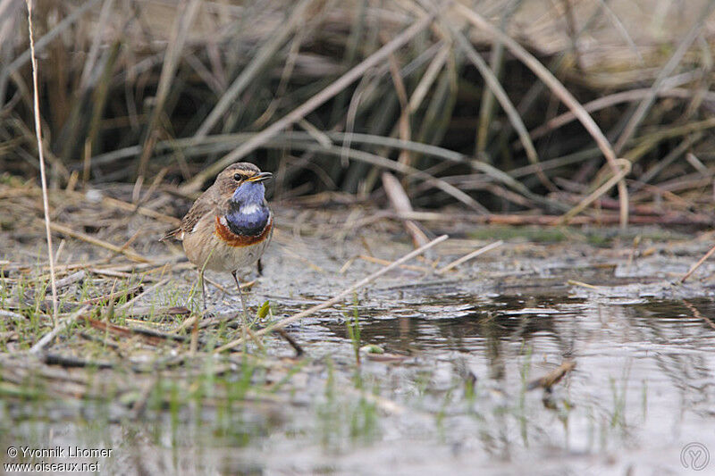 Bluethroat male adult breeding, identification