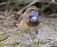 Bluethroat