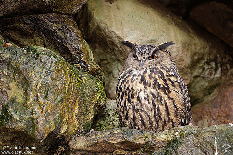 Grand-duc d'Europeadulte, identification