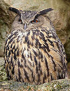 Eurasian Eagle-Owl