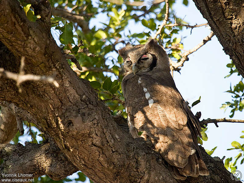 Verreaux's Eagle-Owladult, camouflage, Behaviour