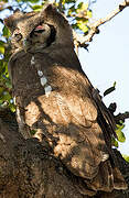 Verreaux's Eagle-Owl