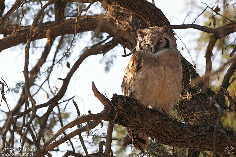 Verreaux's Eagle-Owladult, identification