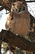 Verreaux's Eagle-Owl