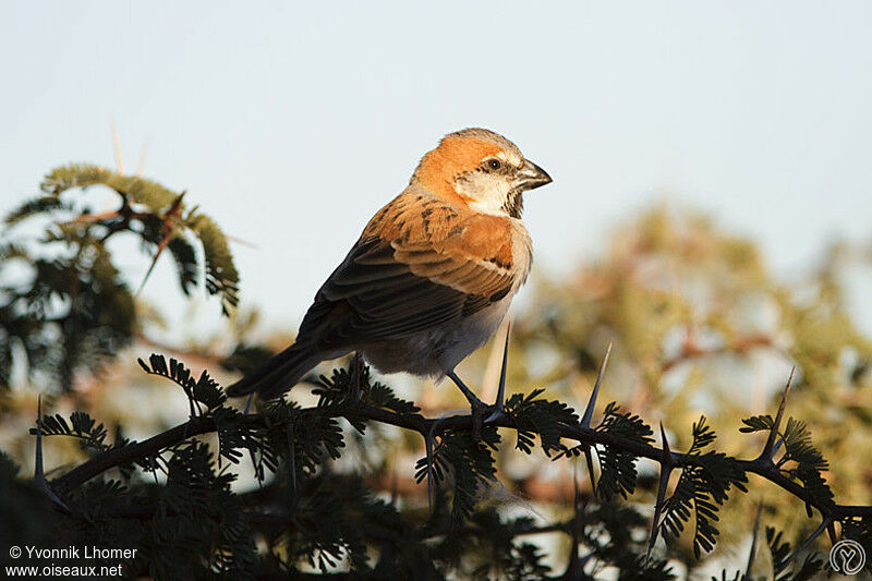 Grand Moineau mâle adulte, identification